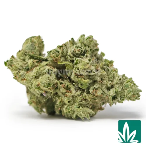 GG4 Strain.- 1