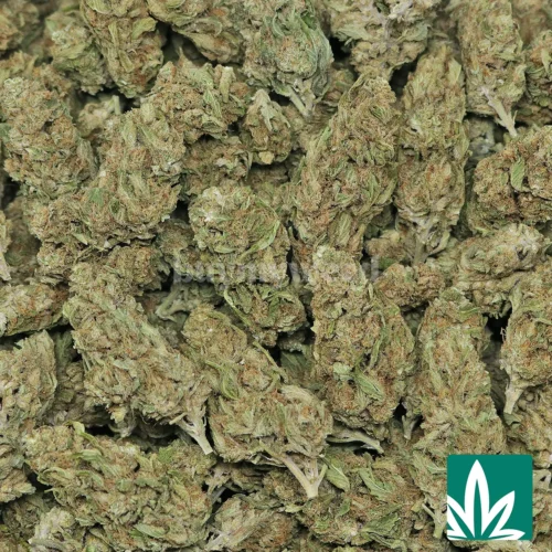 Grape Pie Strain - 2