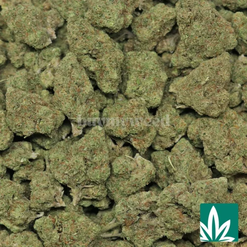 Hardcore OG Strain - 2