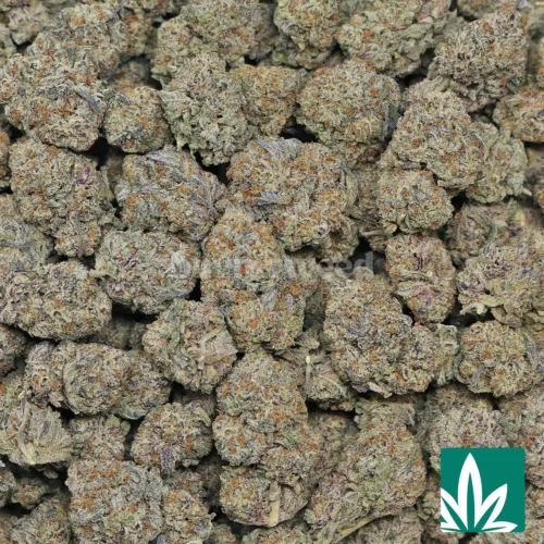 Ice Cream Gelato Strain - 2