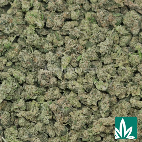 Jealousy 'Smalls' Strain - 2
