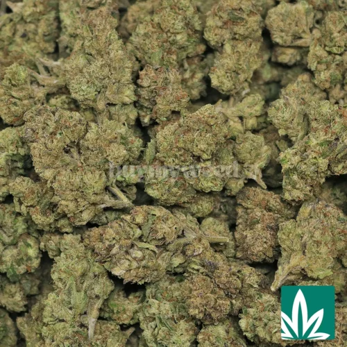 Lemon Cherry Gelato Strain - 2