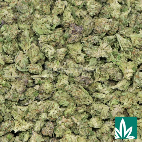 Pink Guava 'Smalls' Strain - 2