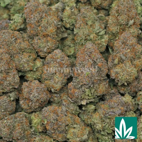 Platinum Kush Strain - 2