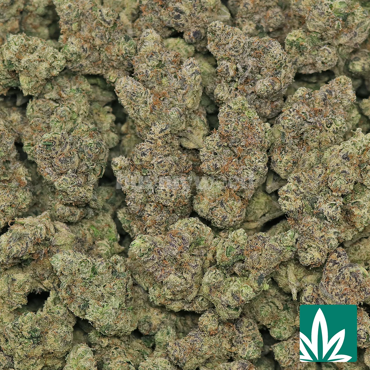 Rainbow Cherry Strain - 2