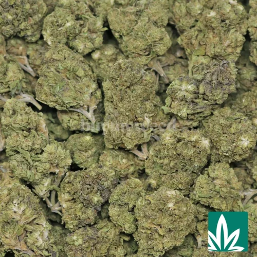 Rainbow Kush Strain - 2