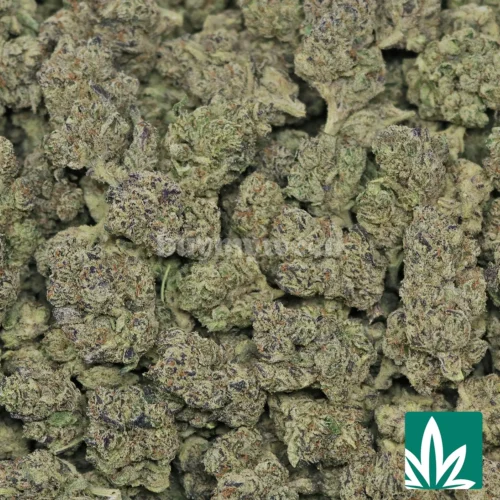 Royal Gas Strain - 2