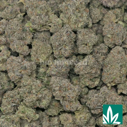 Scout Cookies Strain - 2