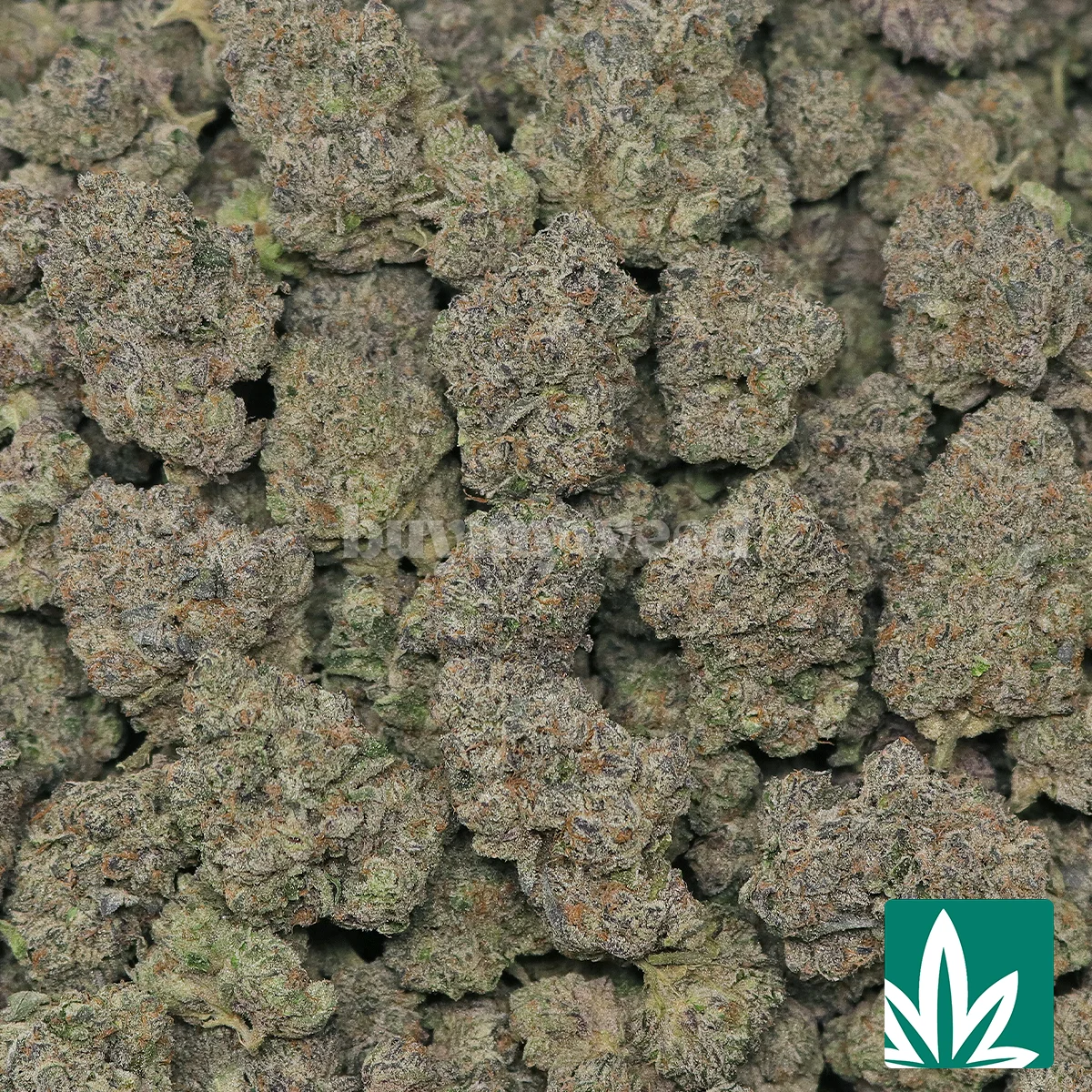 Scout Cookies Strain - 2