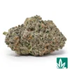 Scout Cookies Strain - 1