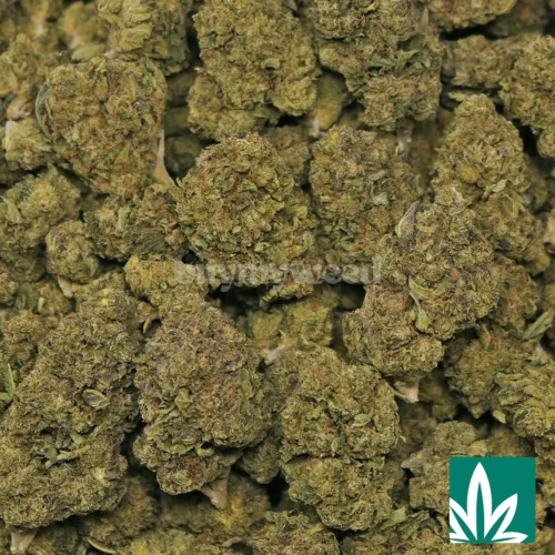 Sour OG Strain - 2