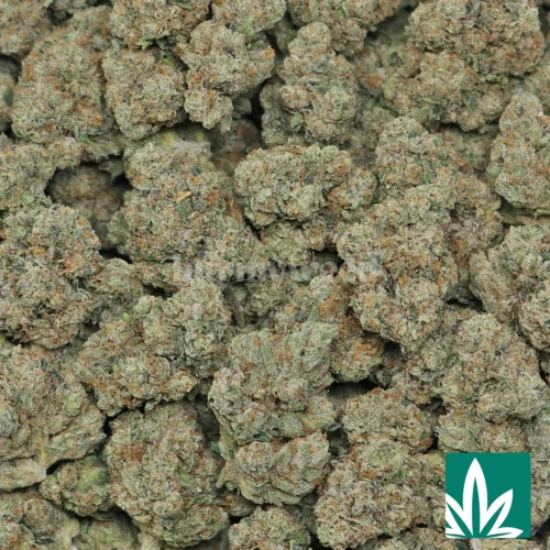True OG Strain - 2