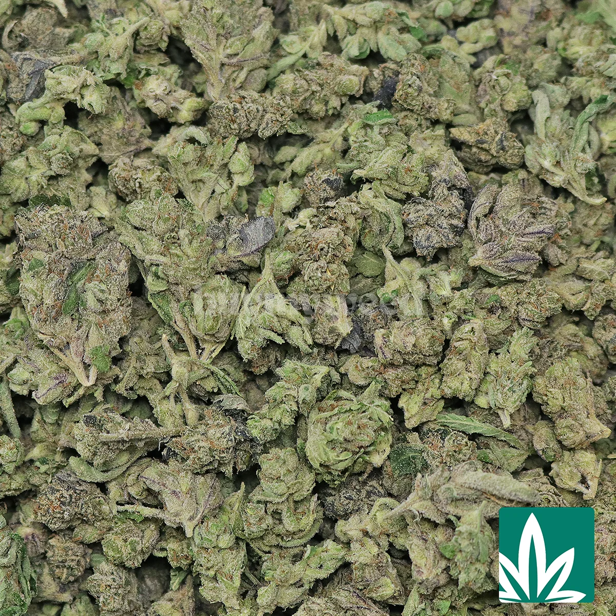 Yahemi 'Smalls' Strain - 2