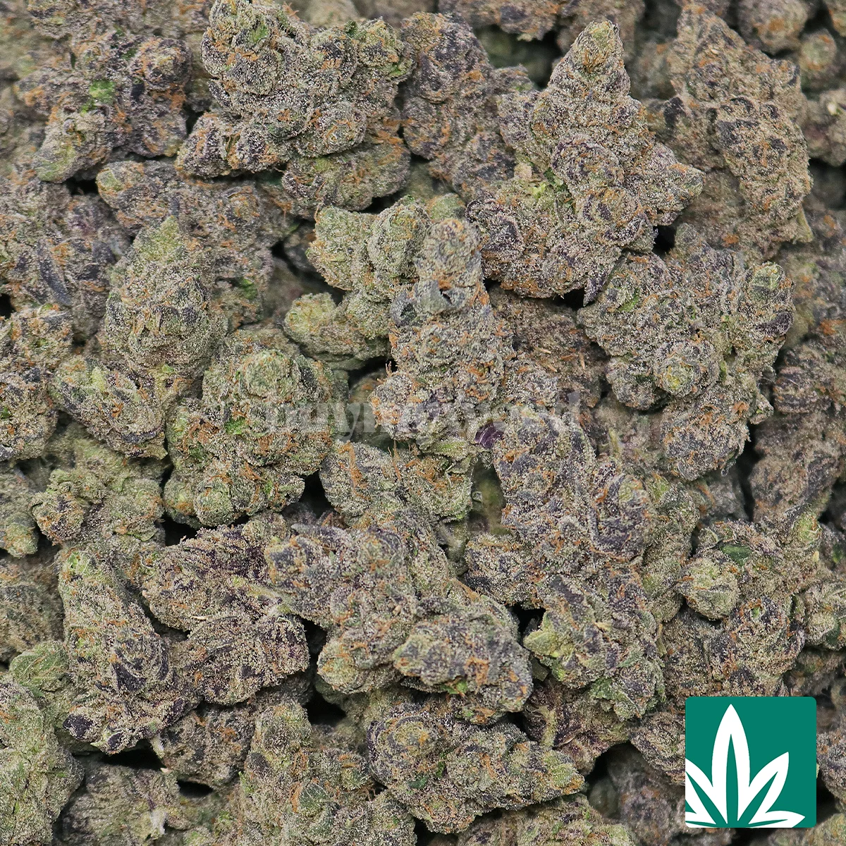 Galactic Warhead Strain - 2