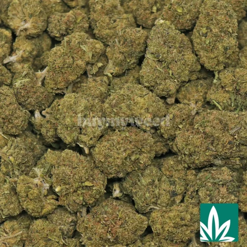 Gelato 33 Strain - 2