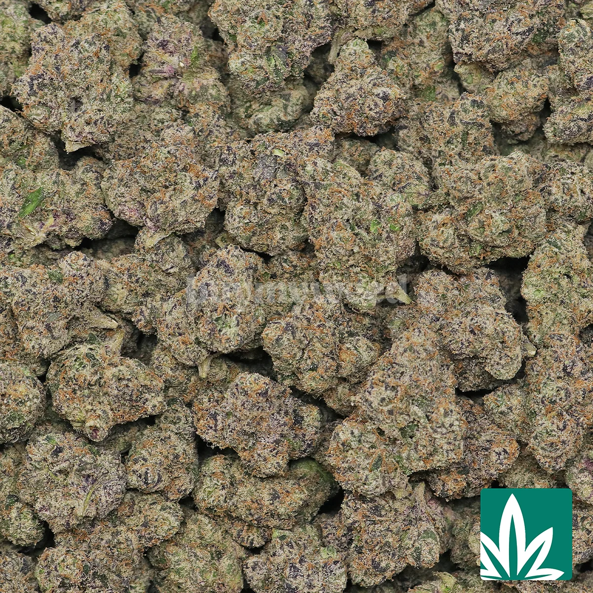 White Cherry Gelato Strain - 2
