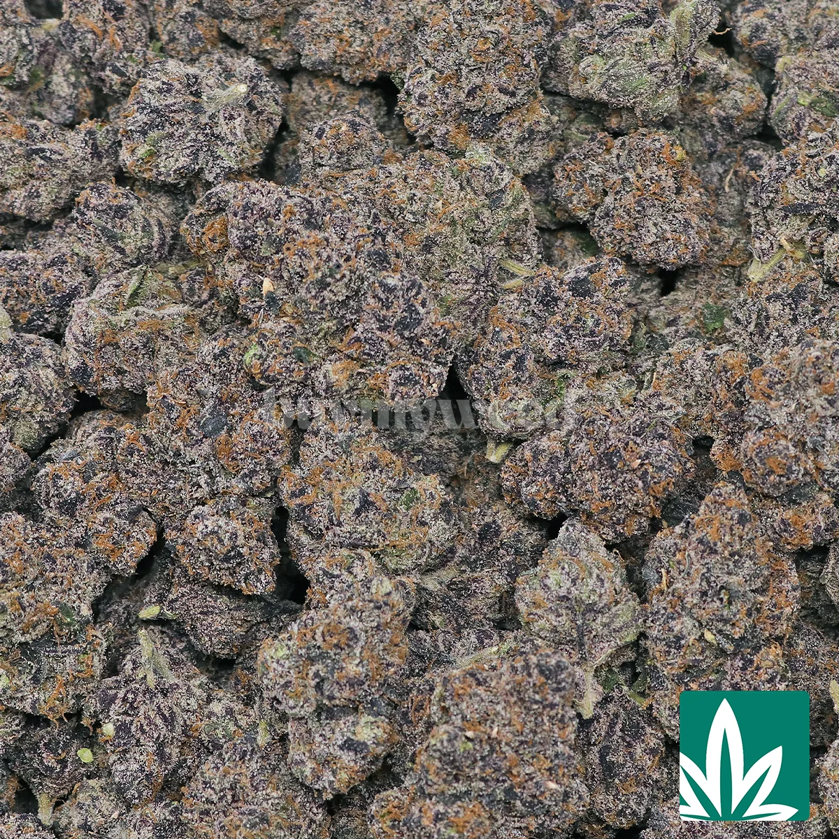 Exotic Cherry Poppers Strain - 2