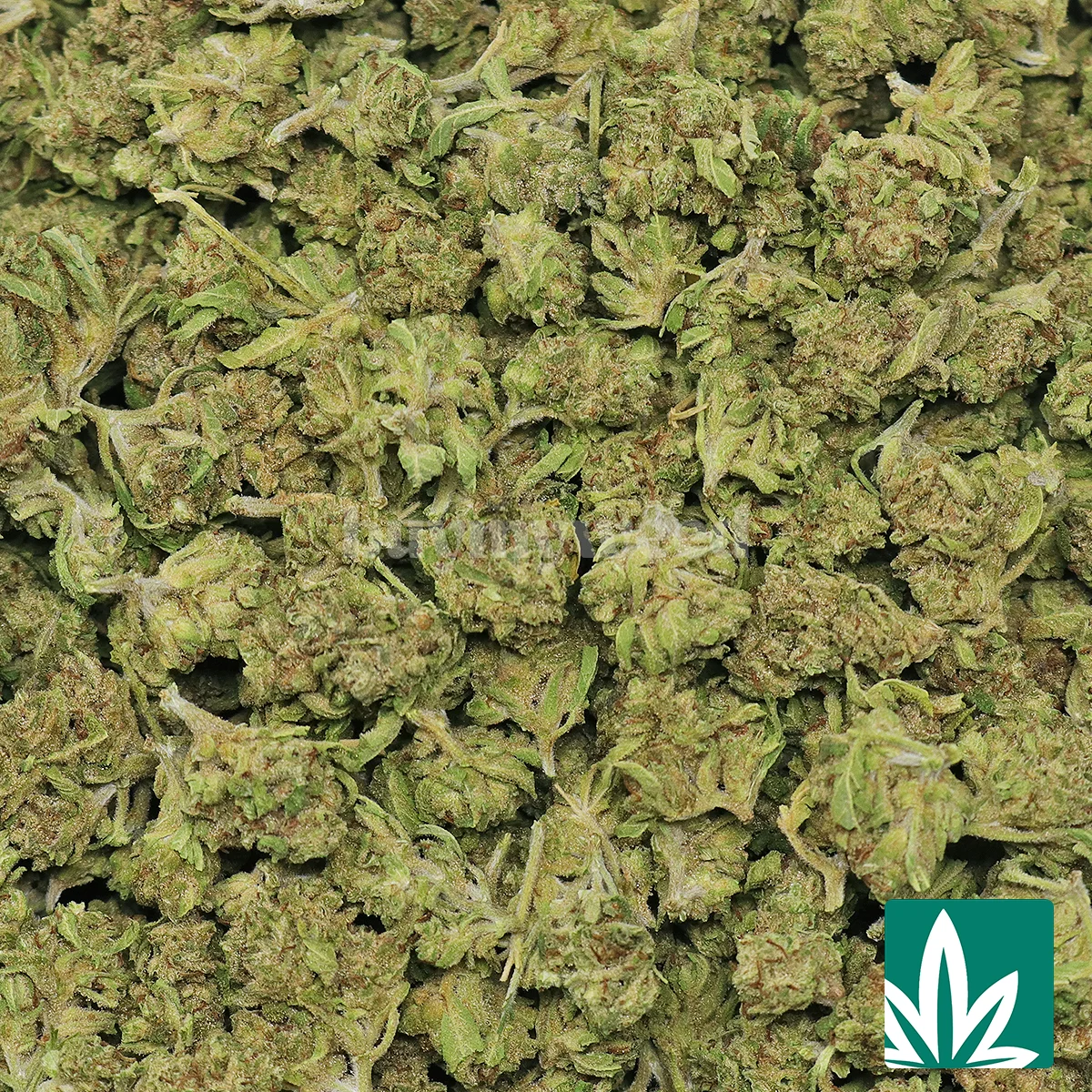 Blueberry Punch 'Smalls' Strain - 2