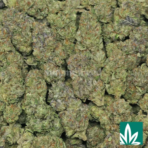 Blue Cookies Strain - 2