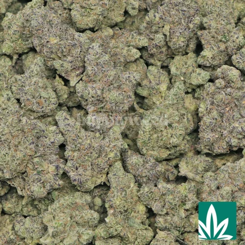 Blue Lobster Strain - 2