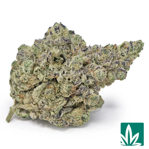 Blue Lobster Strain - 1