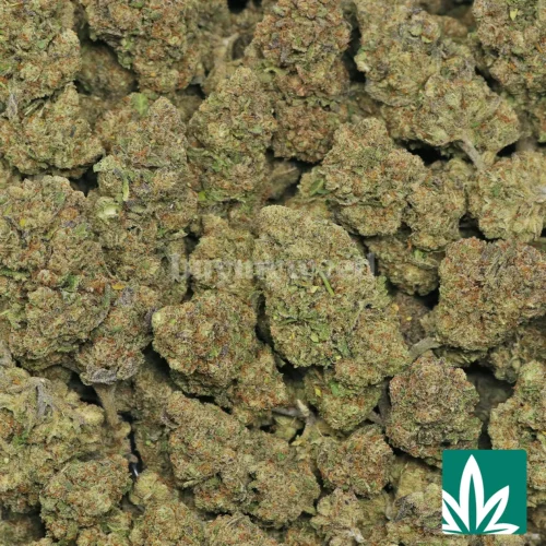 Blue Starburst Strain - 2