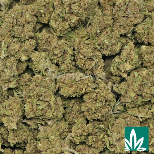 Creme Brulee Strain - 2
