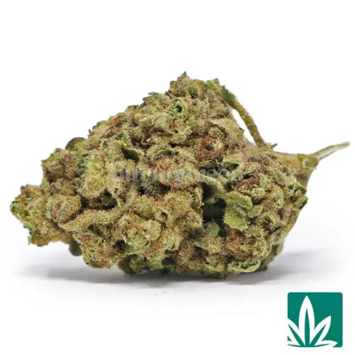 Creme Brulee Strain - 1