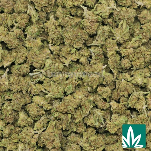 Creme Brulee 'Smalls' Strain - 2