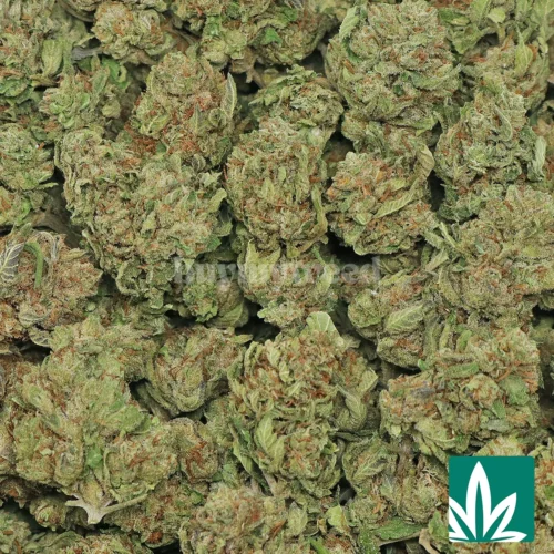 Fire OG Strain - 2