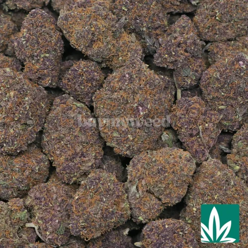 Forbidden Fruit Strain - 2