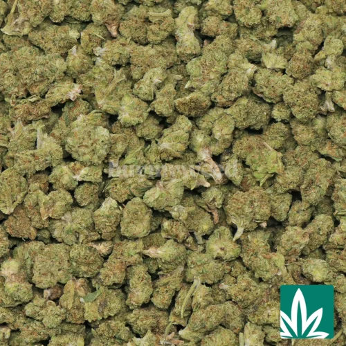 Garlic Banana 'Smalls' Strain - 2