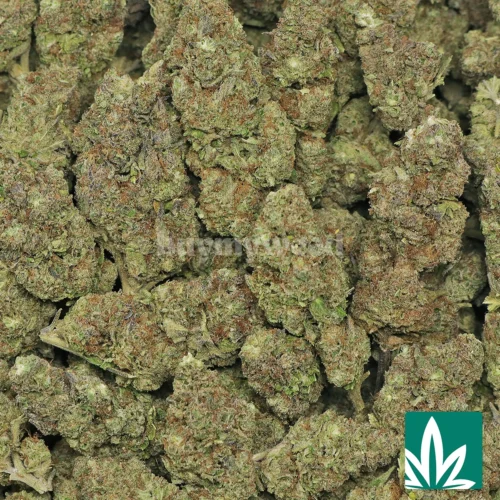 Gas Berry Strain - 2