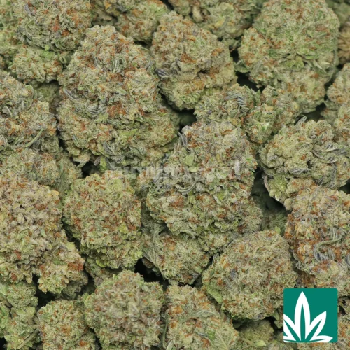 Gelato King Strain - 2