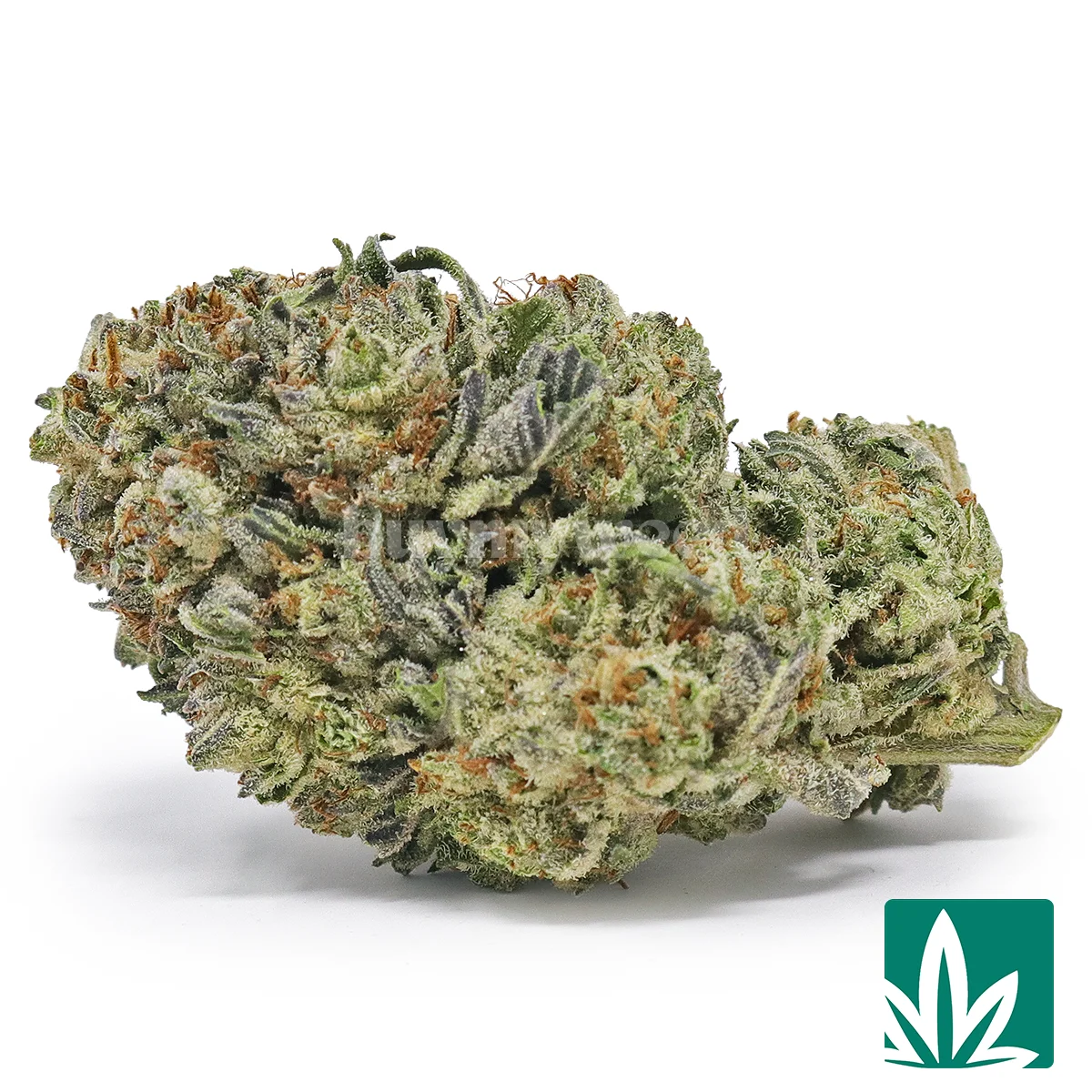 Gelato King Strain - 1