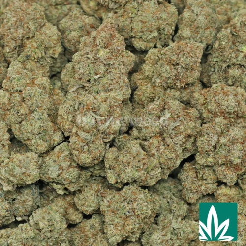 GG4 Strain - 2
