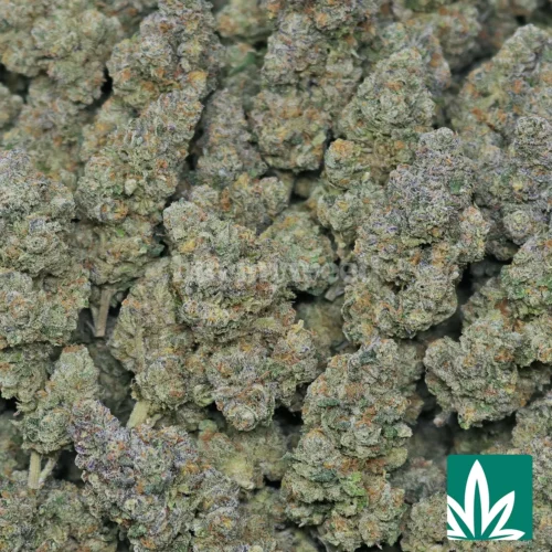 Jack Herer Strain - 2
