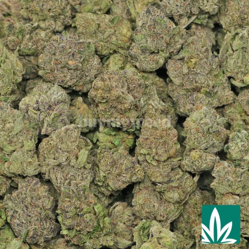 Lemon Butter Strain - 2