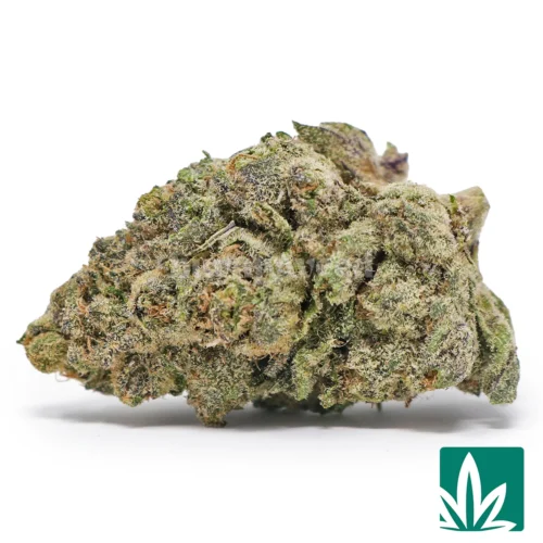 Lemon Butter Strain - 1