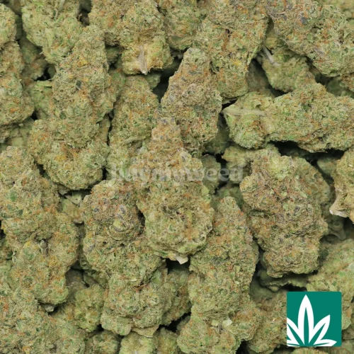 Lemon Squeeze Strain - 2