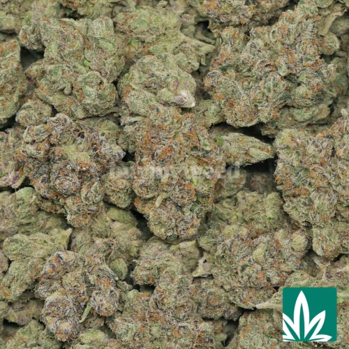 L'orange Strain - 2
