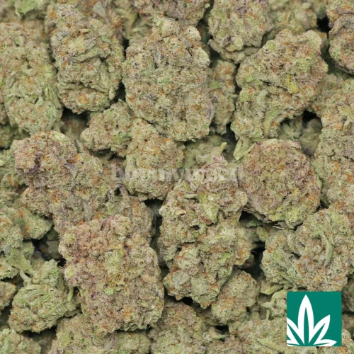 Miracle Alien Cookies Strain - 2