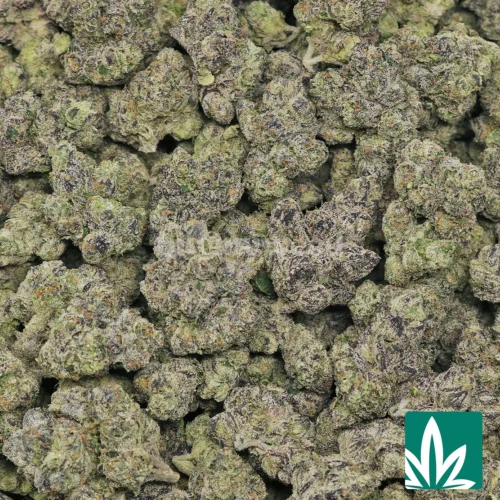 Mother of Berries Strain - 2