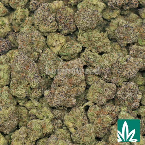 Mochilatto Strain - 2