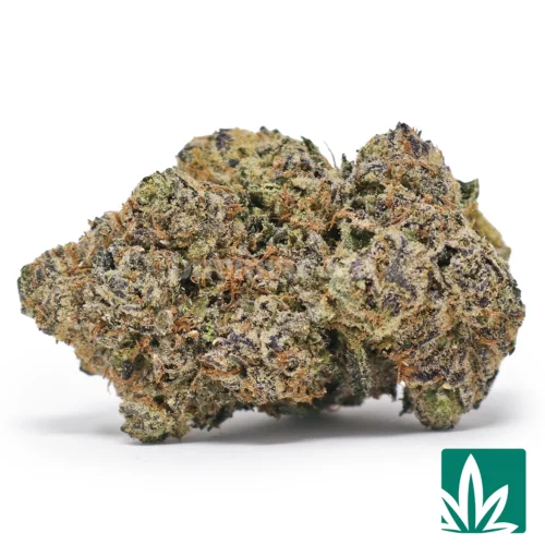 Mochilatto Strain - 1
