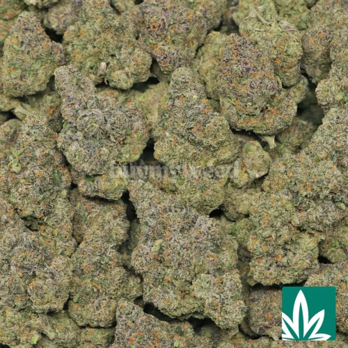 Nightshade Strain - 2