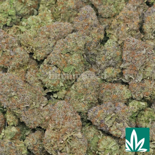 Platinum Kush Strain - 2