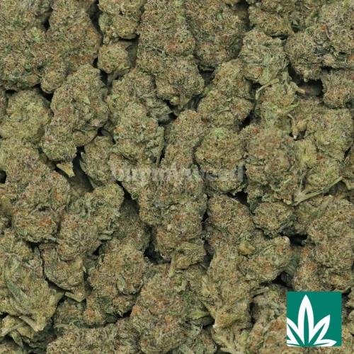 Prezy Runtz Strain - 2