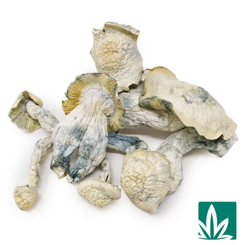 Shakti Strain - 2