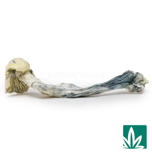 Shakti Strain - 1